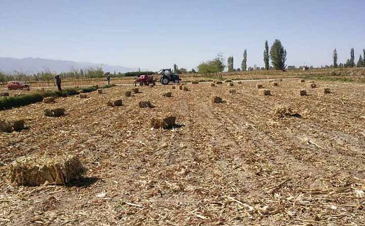 農(nóng)作物秸稈.jpg 農(nóng)作物秸稈.jpg