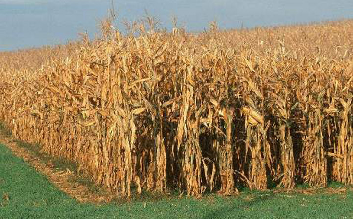 生物質能源豐富 生物質能源豐富